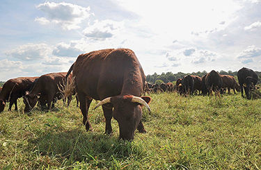 Cattle grazing